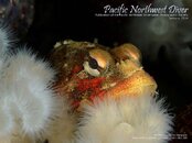 pnw_diver_2014-01_Cover.jpg