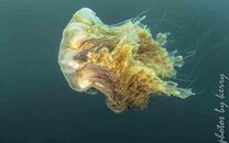 Port Hardy--21.jpg