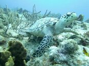 turtle1.jpg