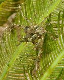 jpeg-2604.jpg