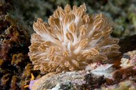 5707-xenia-mimic-nudibranch-L.jpg