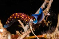 flatworm-1.jpg