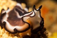 flatworm-2.jpg