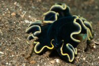 flatworm-3.jpg