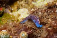flatworm-5.jpg