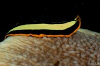 flatworm-4.jpg