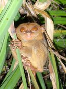 Philippines land tour1 004.jpg Philippines land tour1 004.jpg