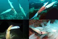 DDDB 570 market squid pt III mating sm.jpg