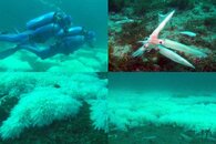 DDDB 570b market squid pt III mating sm.jpg