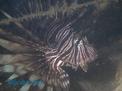 854 Lionfish.jpg