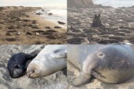 DDDB 573 elephant seals pt I general sm.jpg