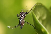 800px-Aedes_aegypti.jpg