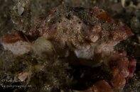 Eroded Mud Crab.jpg