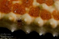another bb shrimp.jpg