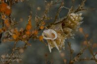 nudibranch.jpg