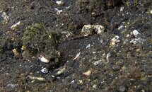 stingfish.jpg