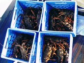 lobsters4.jpg