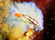 blueflatworm-2.jpg