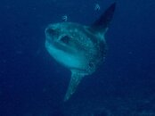 mola2_1.jpg