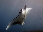 manta2.jpg