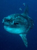 mola2_2.jpg
