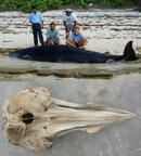 sn-whales.jpg