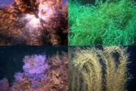DDDB 575 sea weeds.jpg