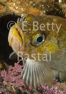 KelpRFish_BettyBastai_copy.jpg