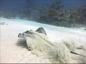ray.jpg