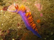 spanish shawl.jpg