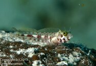 Secretary Blenny Out!.jpg