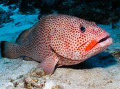 Bigfish.jpg