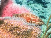 red sponge.jpg