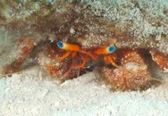 Blue-Eye Hermit.jpg