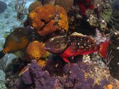 Stoplight Parrotfish.jpg