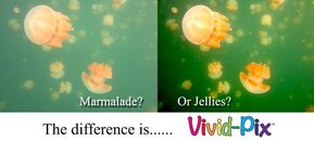 Marmalade or Jellies.jpg