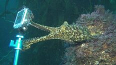 octopus and GoPro 2013-11-14-hs.jpg