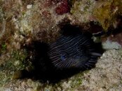 P6180999cropped.jpg