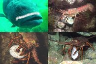 DDDB 576 lobster got milk sm.jpg