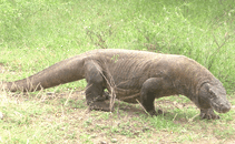 komodo-dragon.gif