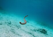 sea snake.jpg