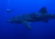 whaleshark 9_2.jpg