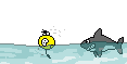 shark-attack.gif