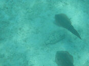 IMG_5898b.jpg