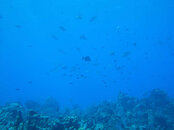 IMG_5997b.jpg