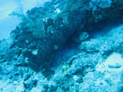 IMG_6009b.jpg