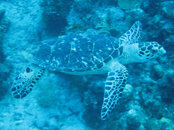 IMG_6033b.jpg