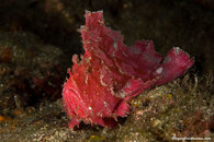 Pink-Leaf-Fish1.jpg