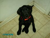 Magic's first day home 001.jpg