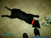 Magic's first day home 004.jpg